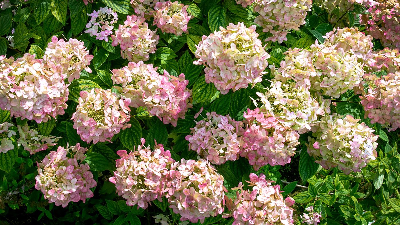 Adult Ed Horticulture Ornamental Plant Certificate Hydrangeas for the Home Garden
