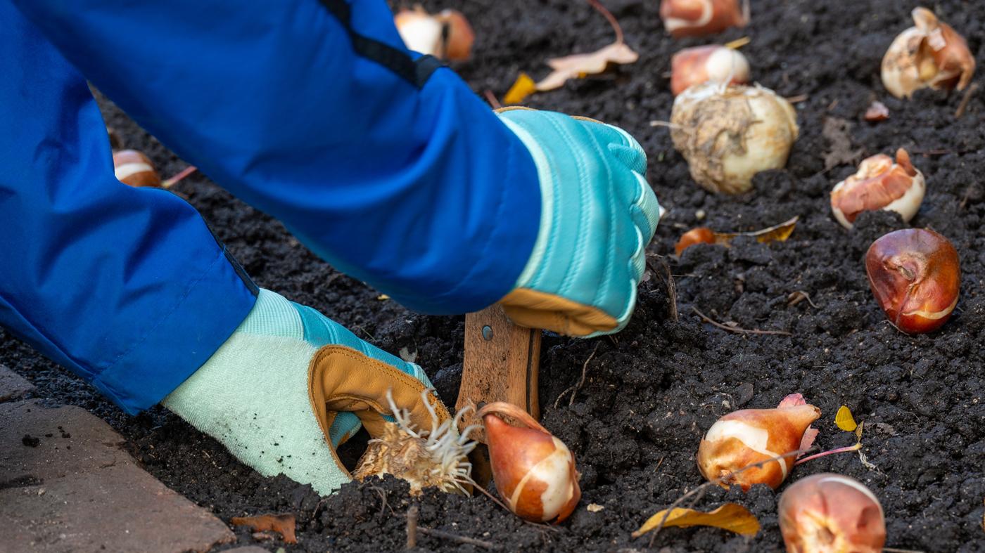 Adult Ed Horticulture Growing Bulbs