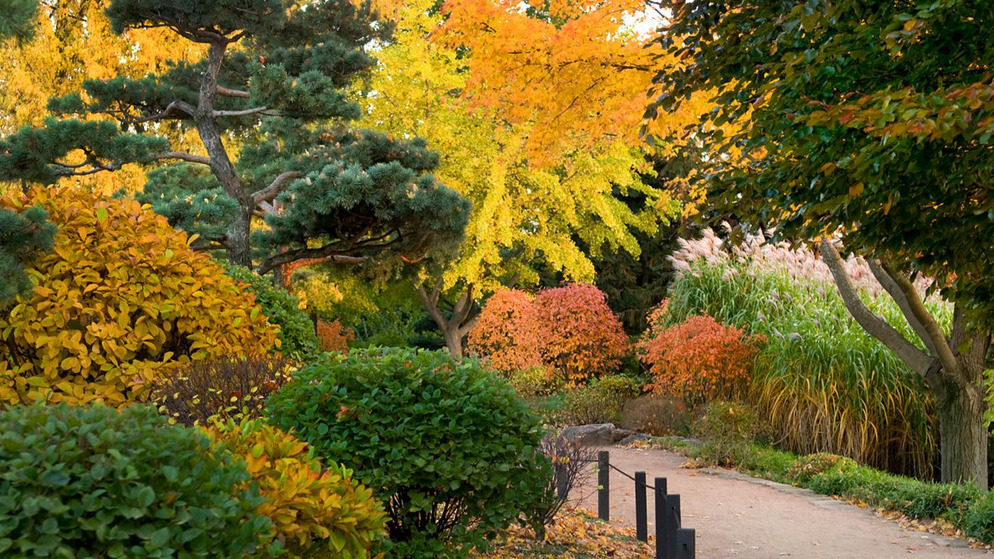 Adult Ed Horticulture Best Shrubs Fall Color
