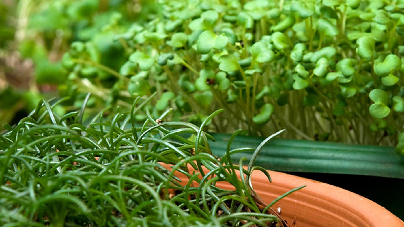 Adult Ed Horticulture Fall ForagingGrowing Salad Indoors