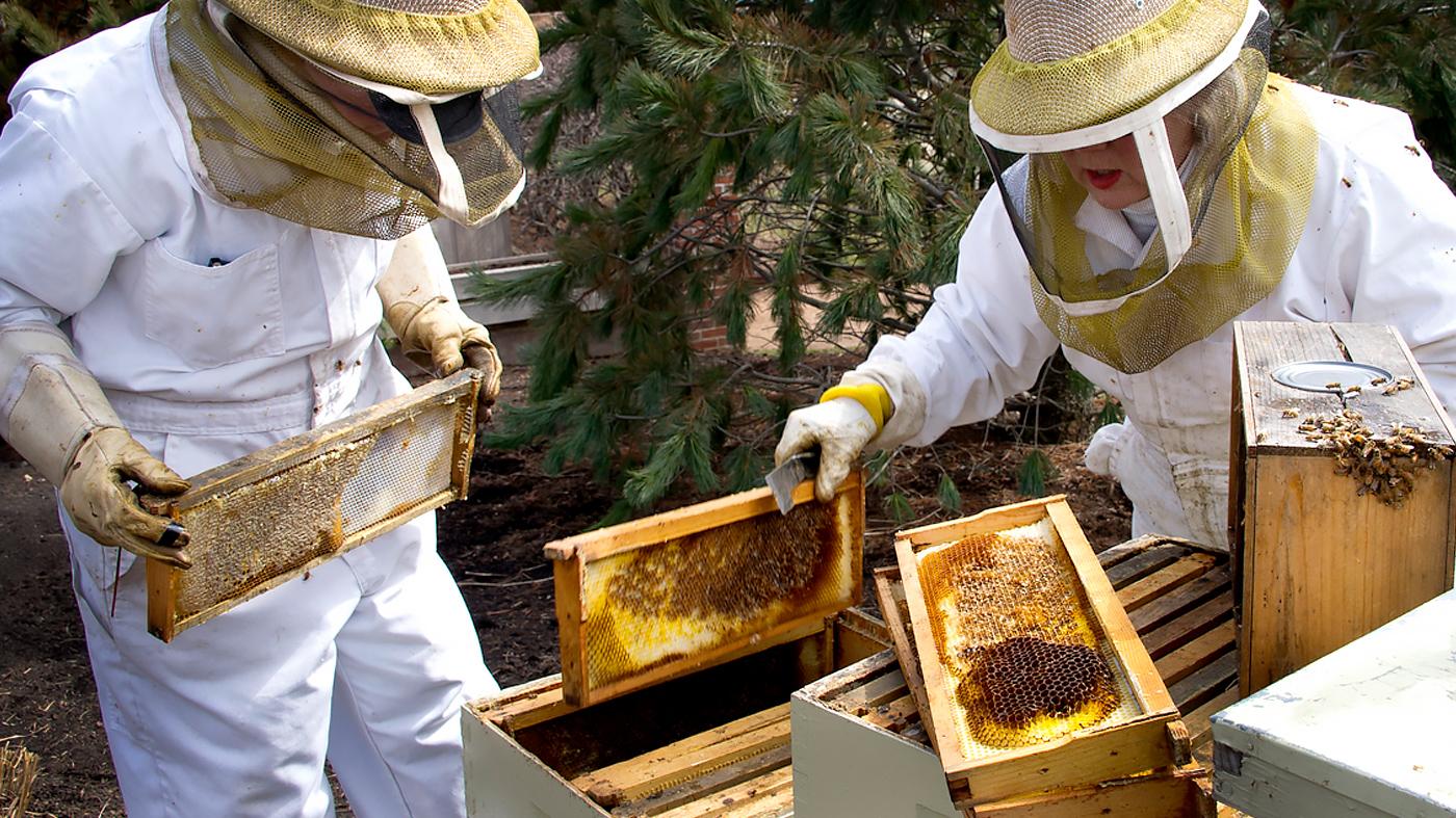 Beekeeping