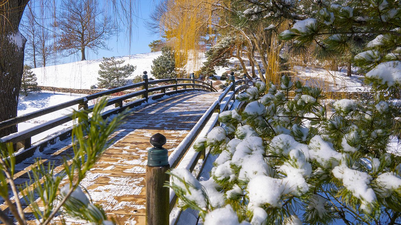 Japanese Garden in winter