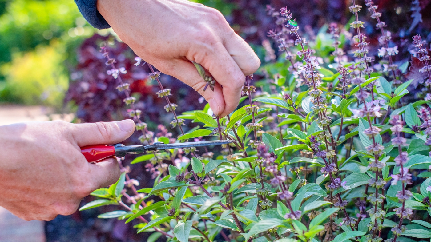 Deadheading basil