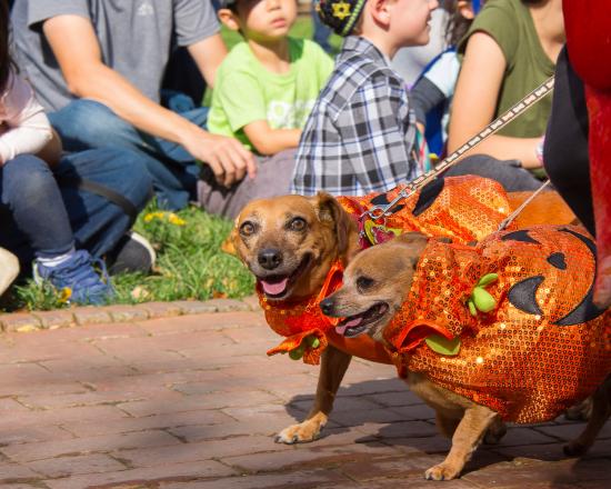 dog halloween parade chicago 2020 Spooky Pooch Parade Chicago Botanic Garden dog halloween parade chicago 2020