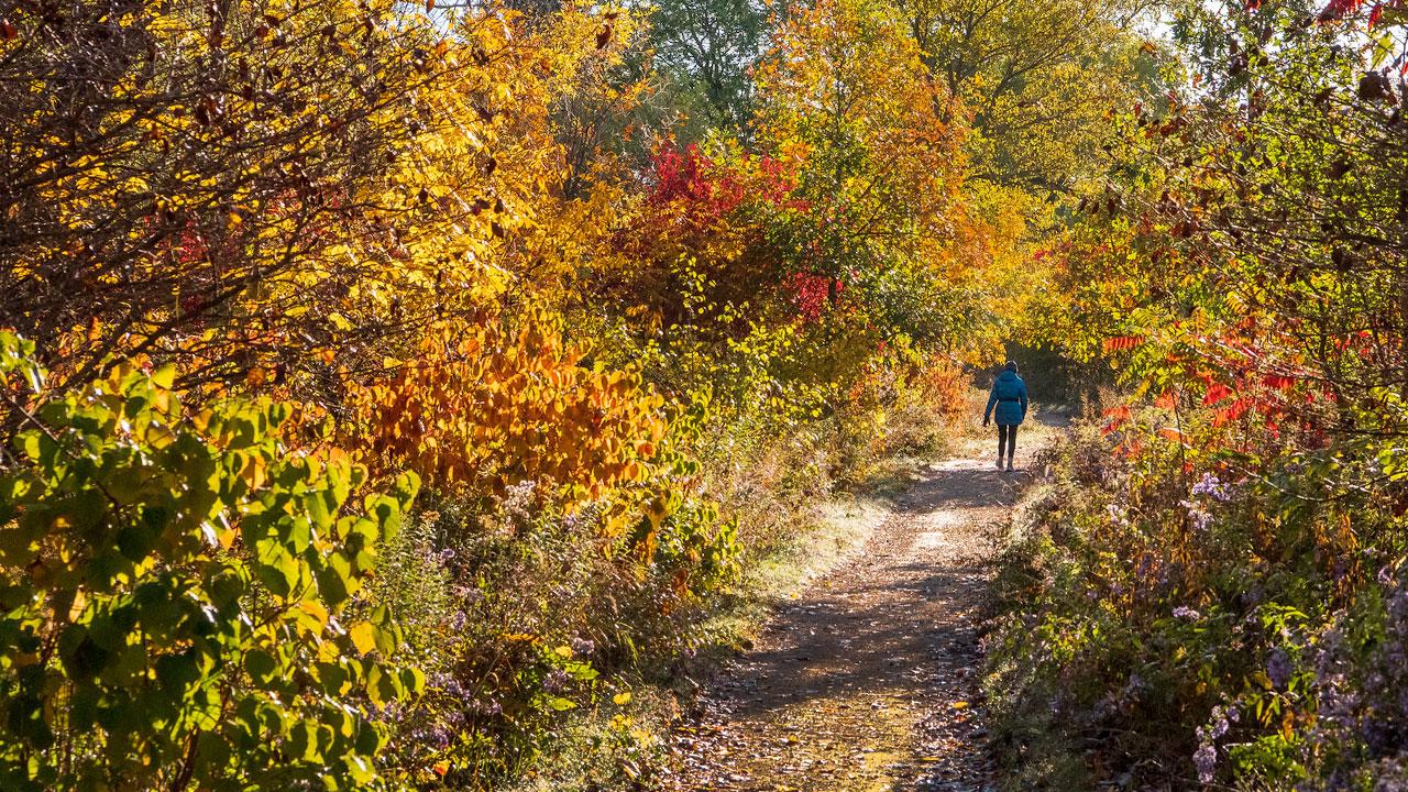 Fall Walks