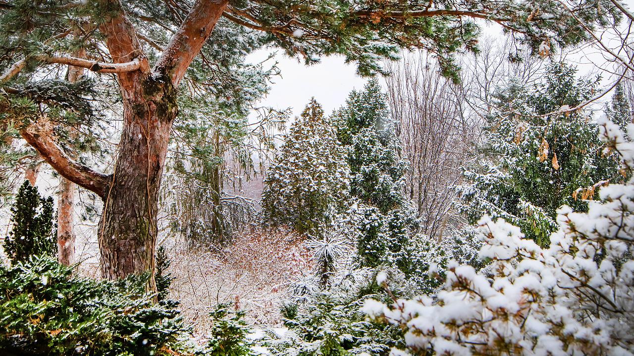Dwarf Conifer Garden in Winter