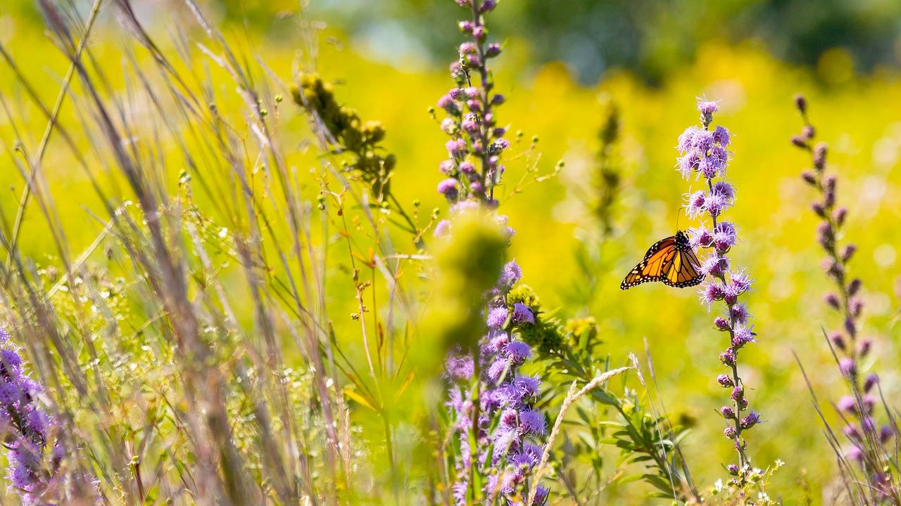 The Value of Native Plants | Chicago Botanic Garden