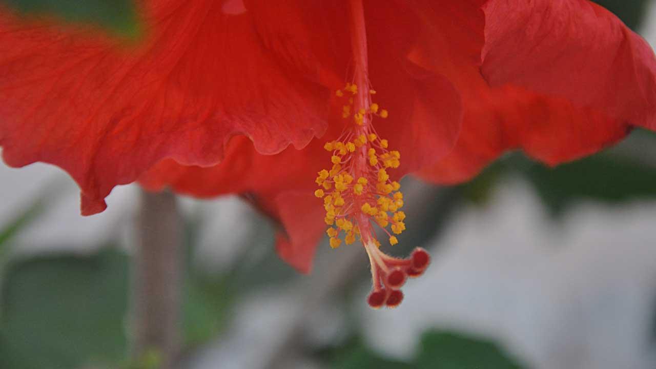 Why the Showy, Short-Lived Hibiscus Is the Flower of Our Time