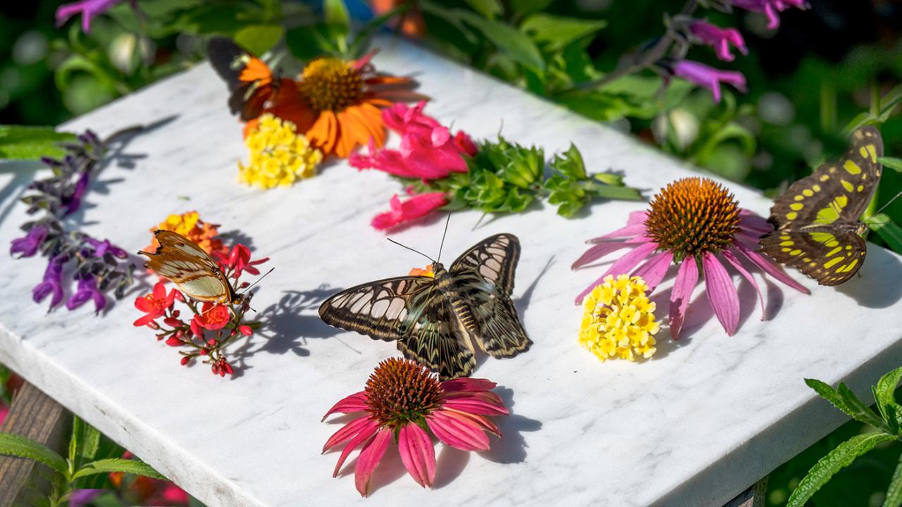 25 Plants & Flowers That Attract Butterflies