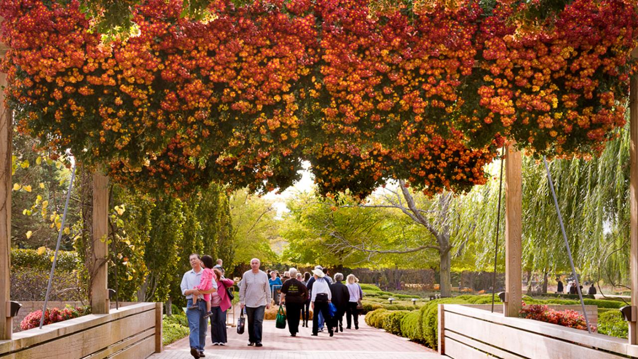 Jay, Blue***  Chicago Botanic Garden