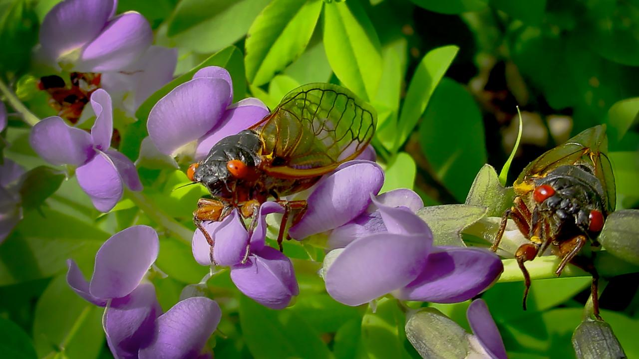 Periodical Cicadas