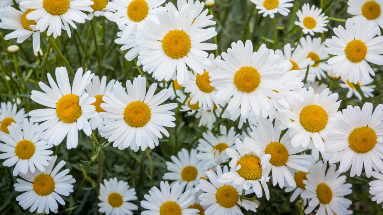 daisies