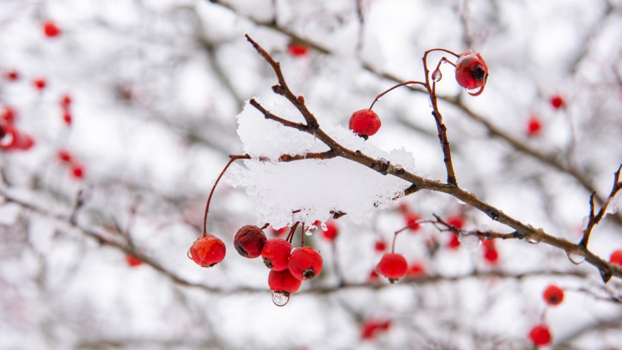 winter berries