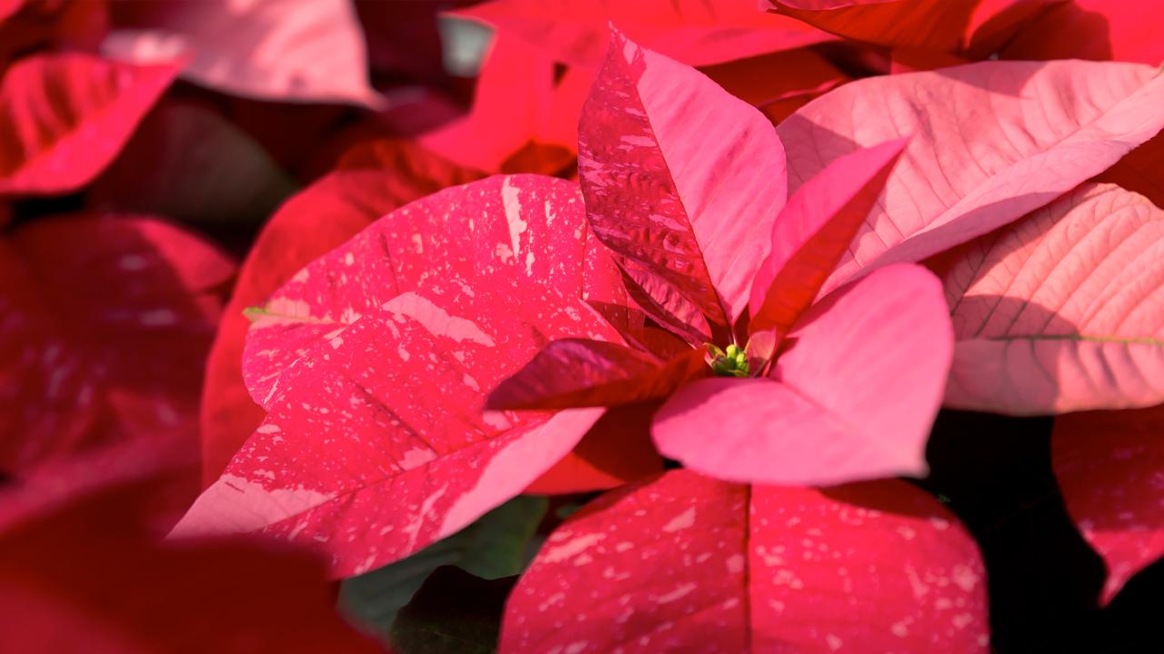 Poinsettia