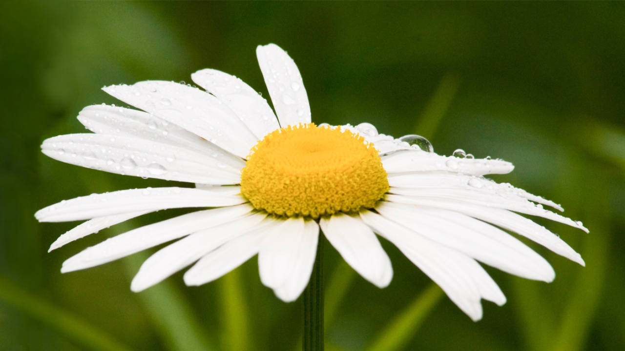 daisy