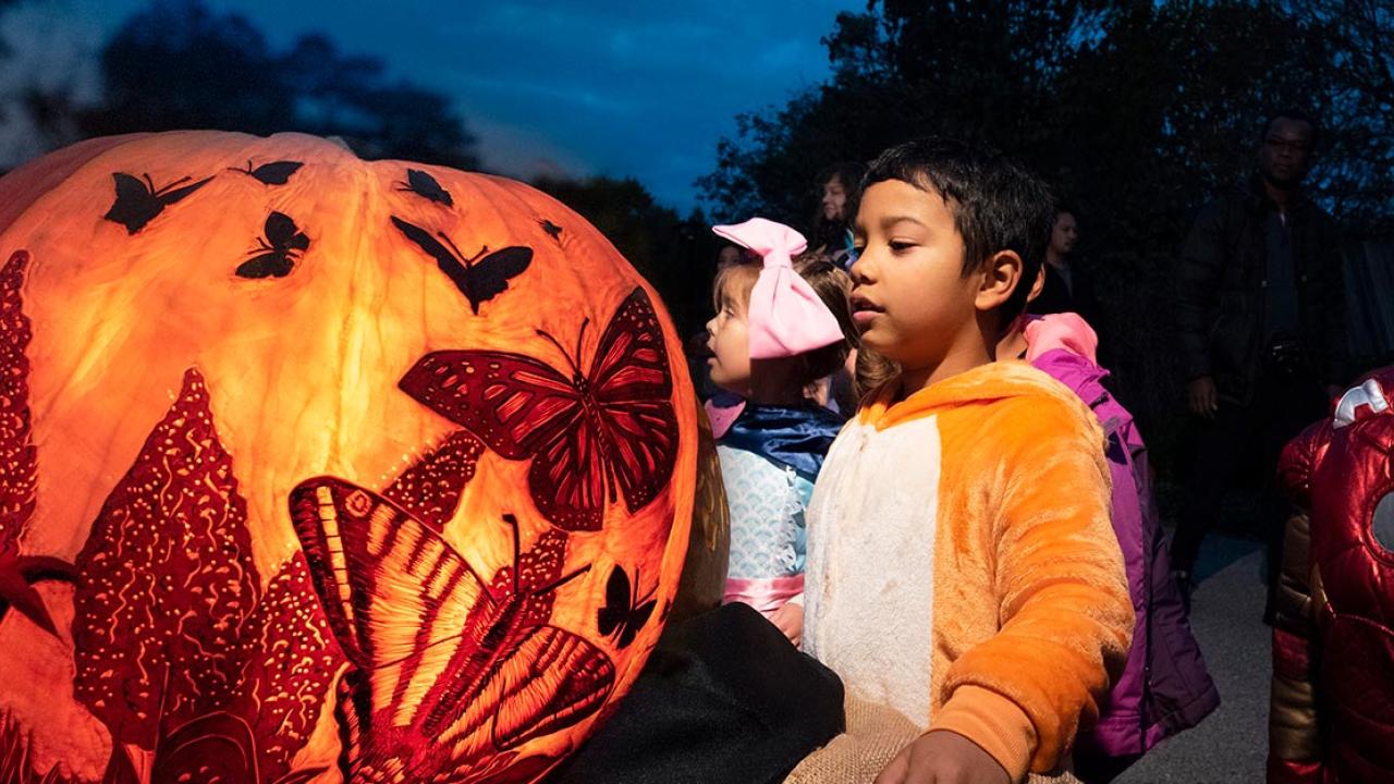 chicago botanic garden 1000 jack o lanterns tickets