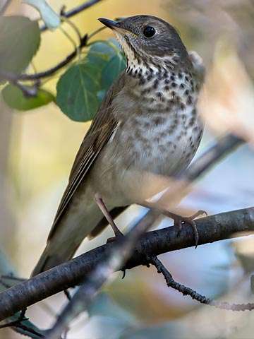 Thrush, Gray-cheecked | Chicago Botanic Garden