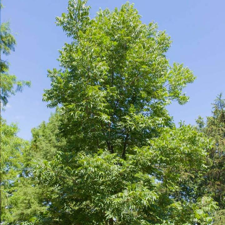 pecan tree leaves turning yellow