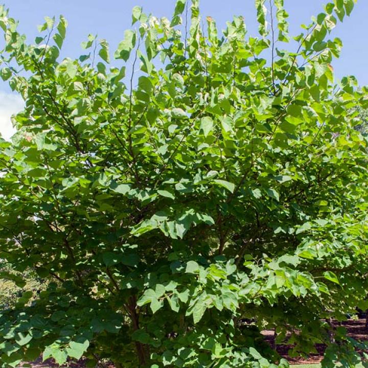 eastern redbud leaves