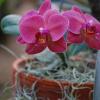 Potted orchid